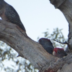 Callocephalon fimbriatum at Hughes, ACT - 13 Jan 2018