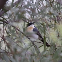 Myiagra inquieta (Restless Flycatcher) at Michelago, NSW - 1 Mar 2013 by Illilanga