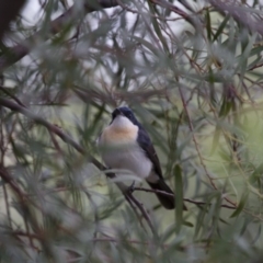 Myiagra inquieta at Michelago, NSW - 2 Mar 2013 08:08 AM