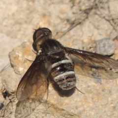Villa sp. (genus) (Unidentified Villa bee fly) at Rob Roy Range - 30 Dec 2017 by michaelb