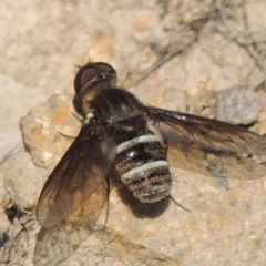 Villa sp. (genus) (Unidentified Villa bee fly) at Rob Roy Range - 30 Dec 2017 by MichaelBedingfield