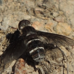 Villa sp. (genus) at Conder, ACT - 30 Dec 2017