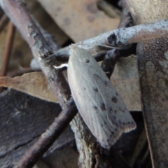 Heliocausta undescribed species (A concealer moth) at Rob Roy Range - 30 Dec 2017 by michaelb