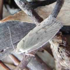 Heliocausta undescribed species at Conder, ACT - 30 Dec 2017 06:24 PM