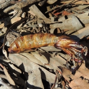 Hepialidae sp. (family) at Conder, ACT - 30 Dec 2017