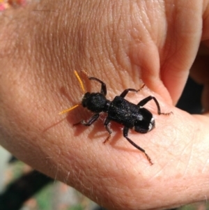 Trogodendron fasciculatum at Bermagui, NSW - 11 Jan 2018