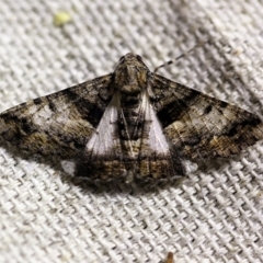 Gastrinodes argoplaca (Cryptic Bark Moth) at O'Connor, ACT - 14 Jan 2018 by ibaird