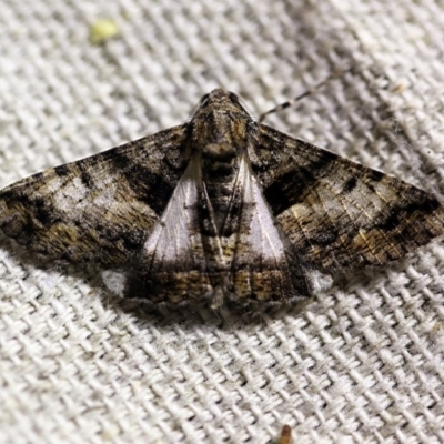 Gastrinodes argoplaca (Cryptic Bark Moth) at O'Connor, ACT - 14 Jan 2018 by ibaird