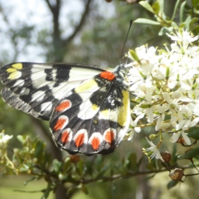 Delias aganippe (Spotted Jezebel) at Namadgi National Park - 14 Jan 2018 by Christine