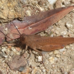 Goniaea carinata (Black kneed gumleaf grasshopper) at Namadgi National Park - 14 Jan 2018 by Christine