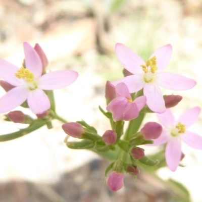Centaurium erythraea (Common Centaury) at Booth, ACT - 15 Jan 2018 by Christine