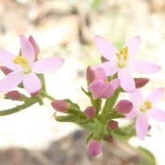 Centaurium erythraea (Common Centaury) at Booth, ACT - 14 Jan 2018 by Christine