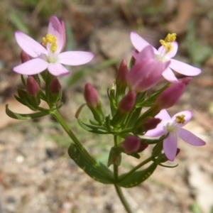 Centaurium erythraea at Booth, ACT - 15 Jan 2018