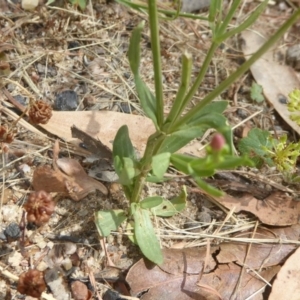 Centaurium erythraea at Booth, ACT - 15 Jan 2018