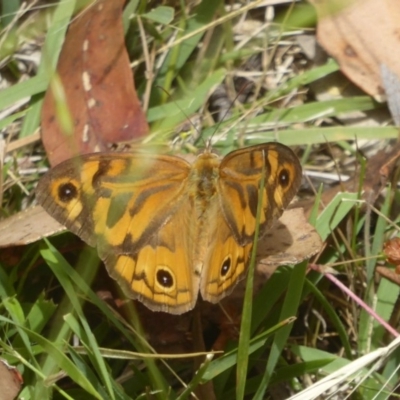 Heteronympha merope (Common Brown Butterfly) at Booth, ACT - 14 Jan 2018 by Christine