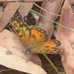 Geitoneura klugii (Marbled Xenica) at Namadgi National Park - 14 Jan 2018 by Christine