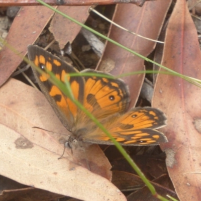 Geitoneura klugii (Marbled Xenica) at Namadgi National Park - 14 Jan 2018 by Christine