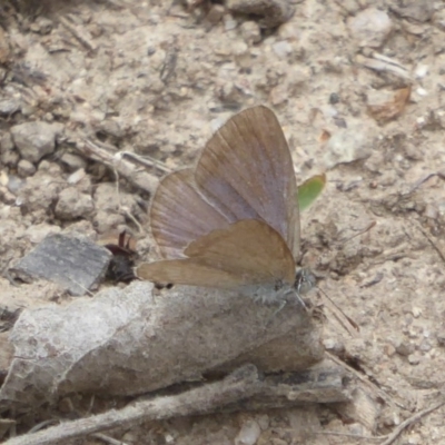 Zizina otis (Common Grass-Blue) at Booth, ACT - 14 Jan 2018 by Christine