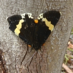 Eutrichopidia latinus (Yellow-banded Day-moth) at Booth, ACT - 15 Jan 2018 by Christine