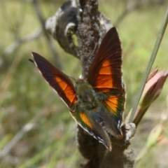 Paralucia aurifera (Bright Copper) at Namadgi National Park - 14 Jan 2018 by Christine