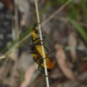 Chauliognathus lugubris at Booth, ACT - 15 Jan 2018 12:00 AM