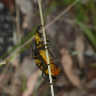 Chauliognathus lugubris (Plague Soldier Beetle) at Booth, ACT - 14 Jan 2018 by Christine