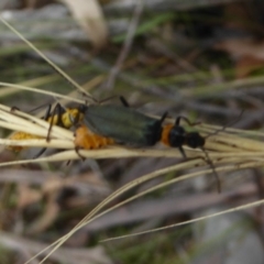 Chauliognathus lugubris at Booth, ACT - 15 Jan 2018 12:00 AM