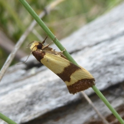 Chrysonoma fascialis (A concealer moth) at Namadgi National Park - 14 Jan 2018 by Christine