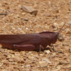 Goniaea australasiae (Gumleaf grasshopper) at Namadgi National Park - 14 Jan 2018 by Christine