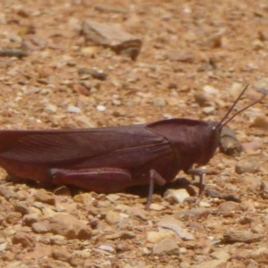 Goniaea australasiae at Rendezvous Creek, ACT - 15 Jan 2018