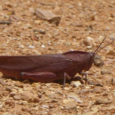 Goniaea australasiae (Gumleaf grasshopper) at Rendezvous Creek, ACT - 14 Jan 2018 by Christine