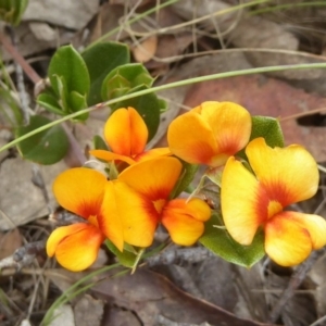 Podolobium alpestre at Booth, ACT - 15 Jan 2018