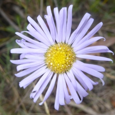 Brachyscome spathulata (Coarse Daisy, Spoon-leaved Daisy) at Booth, ACT - 15 Jan 2018 by Christine