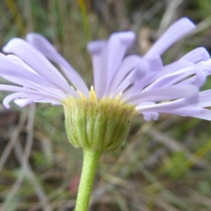 Brachyscome spathulata at Booth, ACT - 15 Jan 2018 12:00 AM