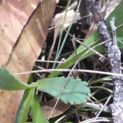 Brachyscome spathulata at Booth, ACT - 15 Jan 2018 12:00 AM