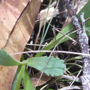 Brachyscome spathulata at Booth, ACT - 15 Jan 2018 12:00 AM