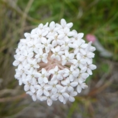 Trachymene humilis subsp. humilis (Alpine Trachymene) at Booth, ACT - 14 Jan 2018 by Christine