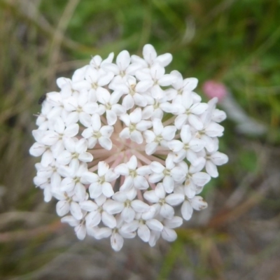 Trachymene humilis subsp. humilis (Alpine Trachymene) at Booth, ACT - 14 Jan 2018 by Christine