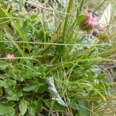 Trachymene humilis subsp. humilis at Booth, ACT - 15 Jan 2018