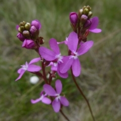 Stylidium montanum (alpine triggerplant) at Booth, ACT - 15 Jan 2018 by Christine