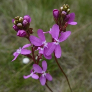 Stylidium montanum at Booth, ACT - 15 Jan 2018