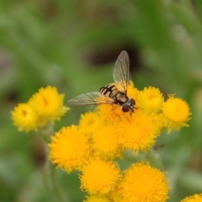 Melangyna viridiceps (Hover fly) at Aranda, ACT - 7 Nov 2016 by KMcCue