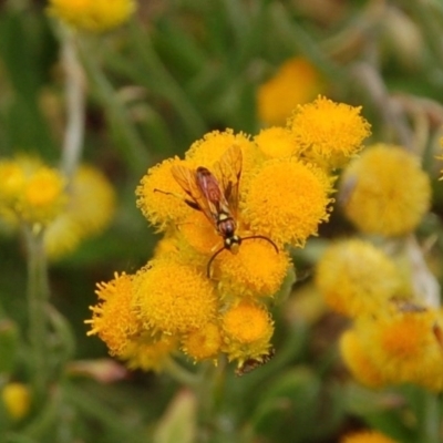 Ichneumonidae (family) (Unidentified ichneumon wasp) at Aranda, ACT - 7 Nov 2016 by KMcCue