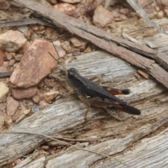 Phaulacridium vittatum (Wingless Grasshopper) at Booth, ACT - 14 Jan 2018 by Christine