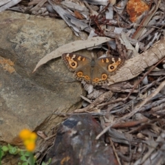 Junonia villida (Meadow Argus) at Aranda, ACT - 7 Nov 2016 by KMcCue