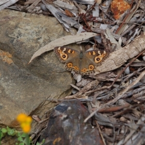 Junonia villida at Aranda, ACT - 8 Nov 2016