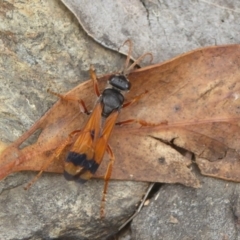 Calopompilus affectata (Spider wasp) at Namadgi National Park - 14 Jan 2018 by Christine