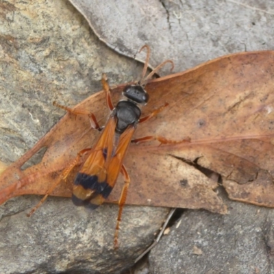 Calopompilus affectata (Spider wasp) at Booth, ACT - 14 Jan 2018 by Christine