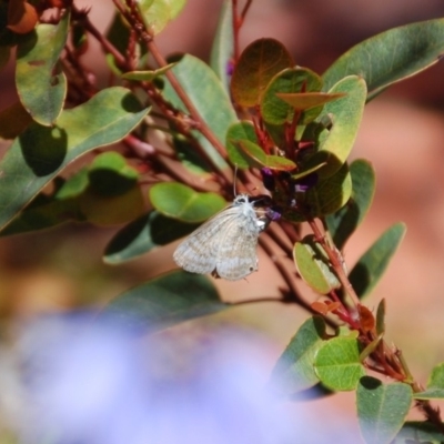 Lampides boeticus (Long-tailed Pea-blue) at Aranda, ACT - 24 Oct 2016 by KMcCue