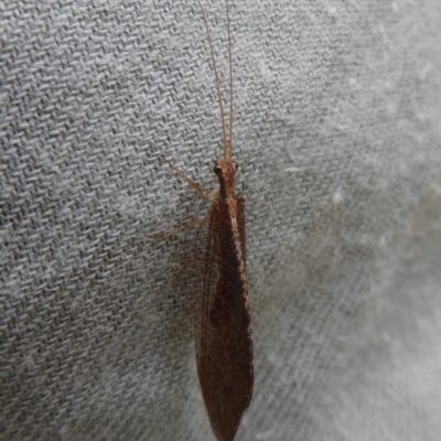 Stenosmylus sp. (genus) (An osmylid lacewing) at Namadgi National Park - 14 Jan 2018 by Christine